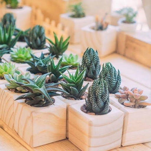 Hạt giống sen đá nhiều màu gói 20 hạt