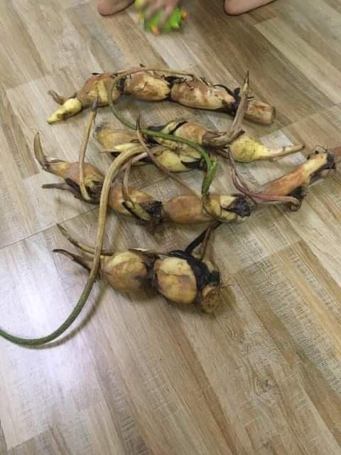 Củ sen versicoler da sa jin