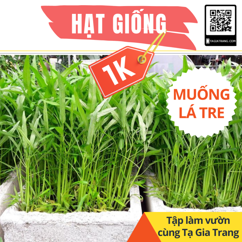 Deal 1K - Hạt giống rau muống lá tre, rau muống lá nhỏ - Dự án Tập làm vườn cùng Tạ Gia Trang