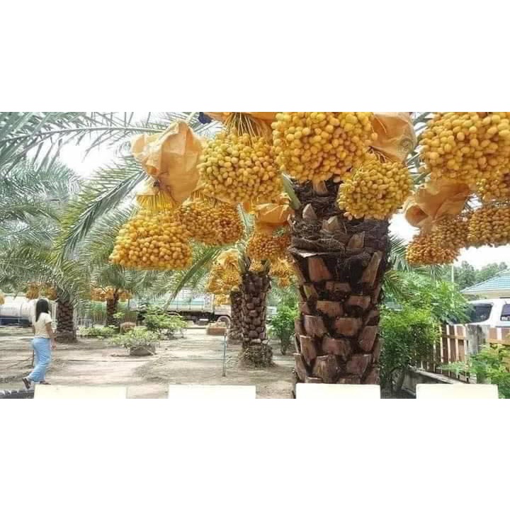 Cây chà là ăn quả Bahrain (ảnh thật số 2).