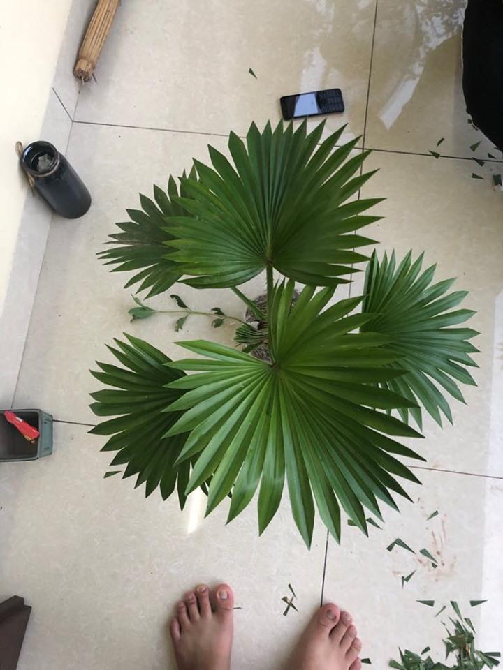 Cây cọ nhật