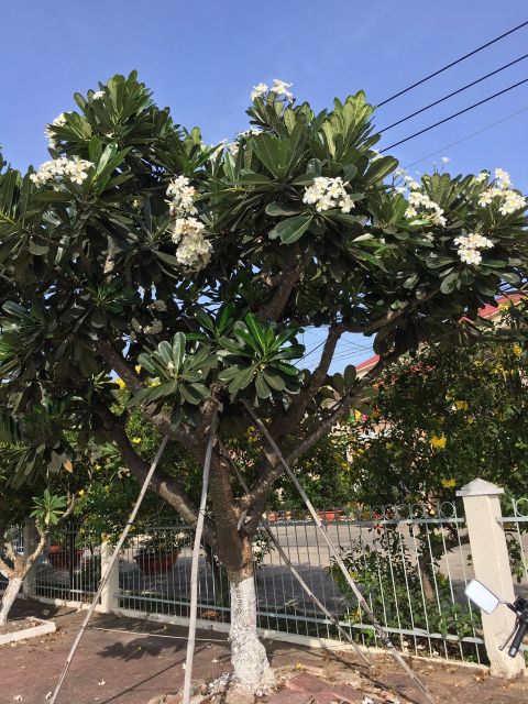 Sứ Đại....hoa trắng