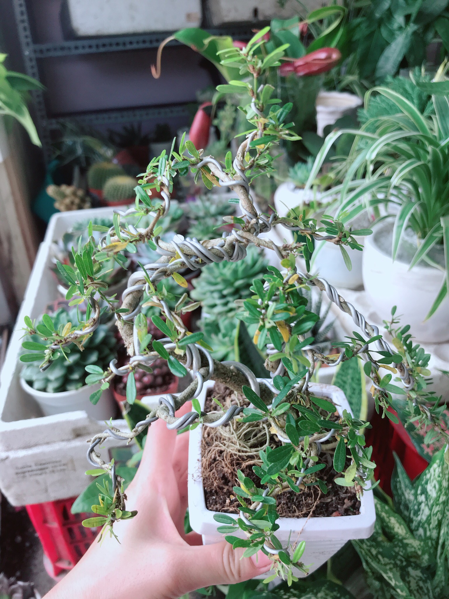 Cây Linh Sam Bonsai