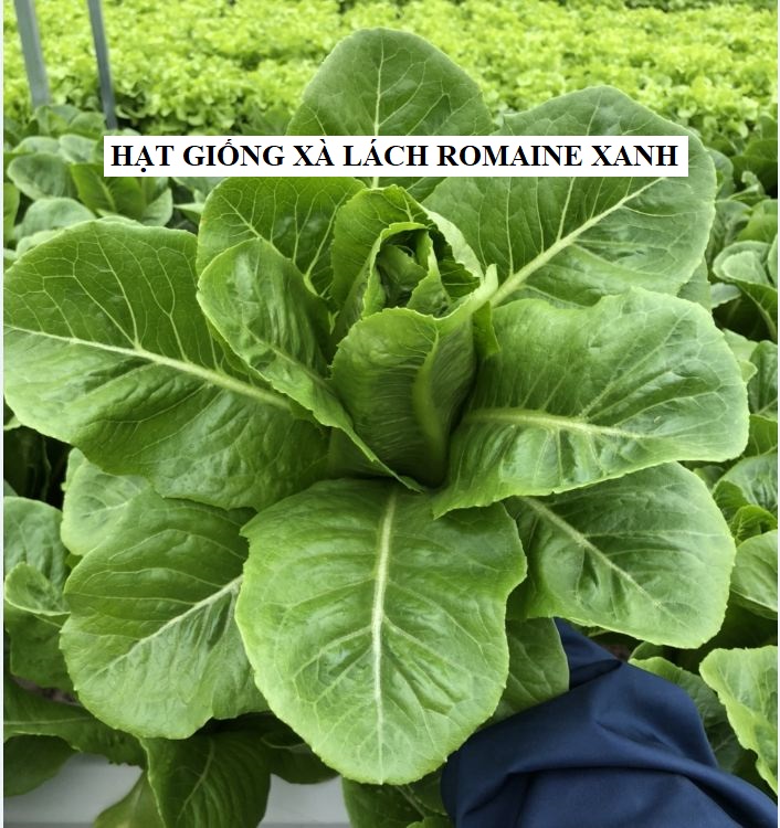 Hạt giống xà lách Romain xanh - 0.2gram