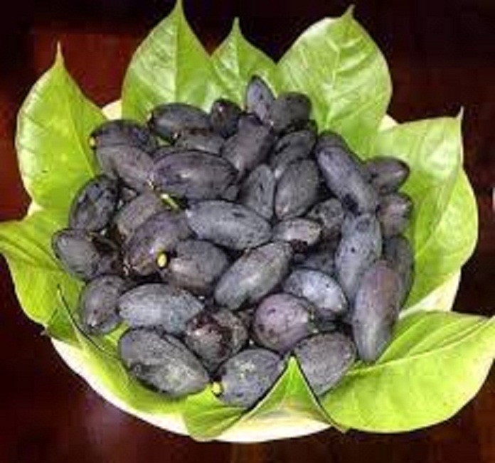 cây giống trám đen siêu quả