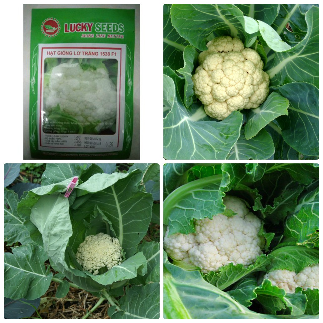 Hạt giống súp lơ trắng,bông cải trắng -gói 0.2gram