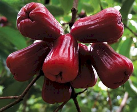 Cây giống roi đỏ thái lan
