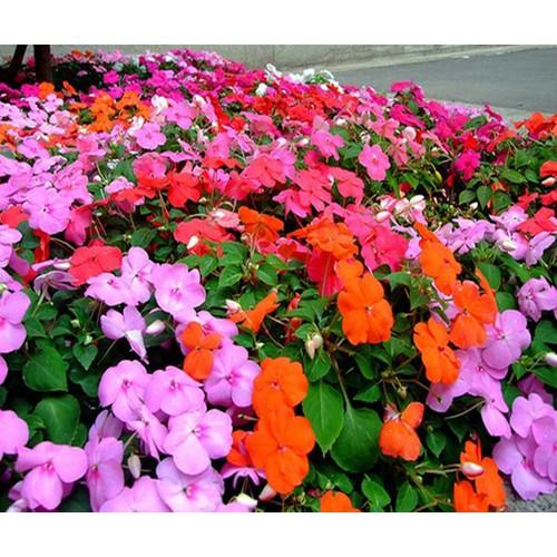 Hạt giống HOA MAI ĐỊA THẢO gói 50 hạt