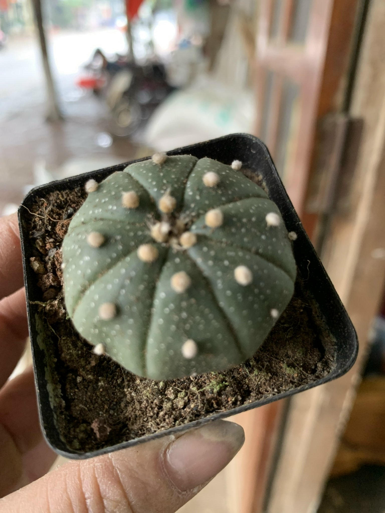 Xương rồng Aster ( Xương rồng không gai)