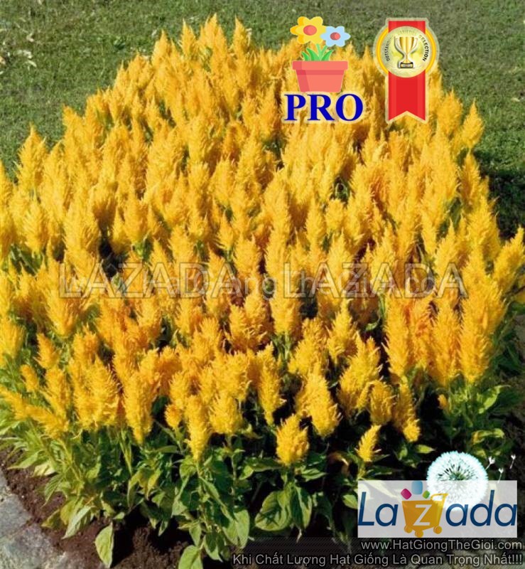 1000.HẠT Hạt Giống Hoa Mào Gà Lửa Fresh Look Gold F1Pro (| -KD: B36*X68)