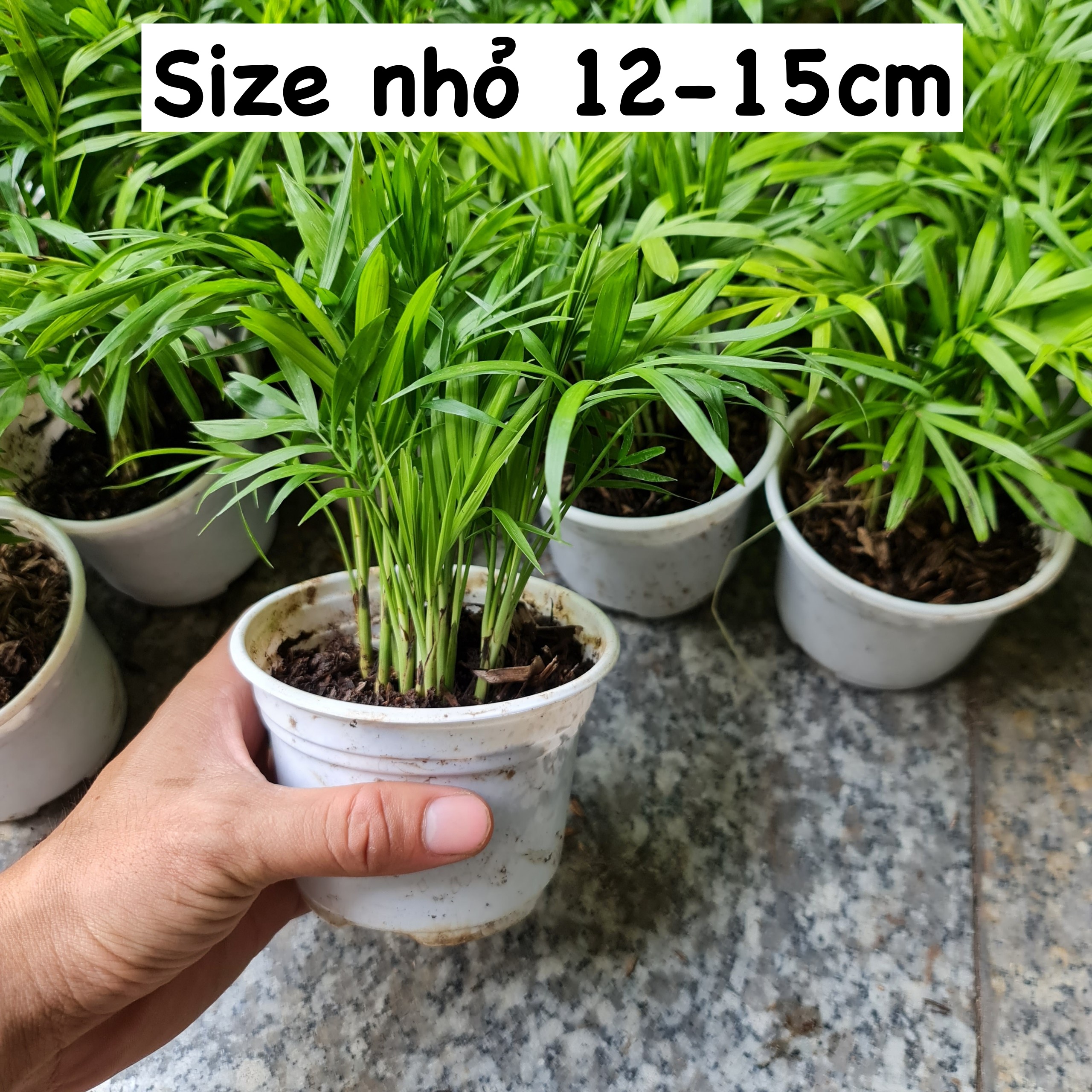 [Mua 2 giảm 15K ship] CÂY CAU TIỂU TRÂM, (cao 20cm), cây phong thủy hút tài lộc để bàn mini GIÁ RẺ, lọc không khí, Cây Tươi Nguyên CTN0010