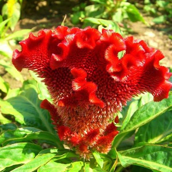 [ SP Mới Về] - Hạt giống hoa mào gà búa  giá rẻ