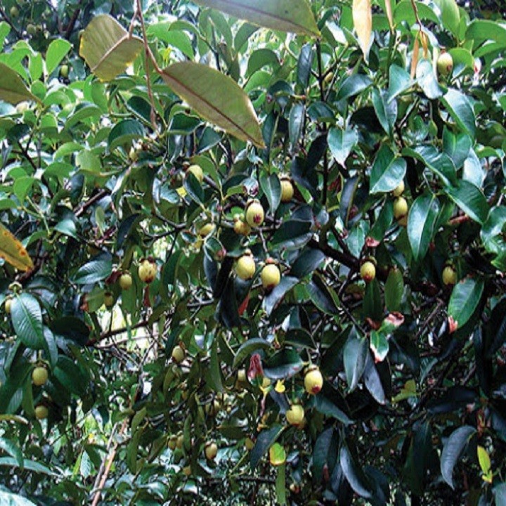 Cây giống măng cụt năng suất cao - C91