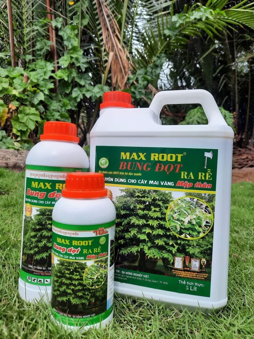 Max root bung đọt ra rễ mai vàng chai 500ml
