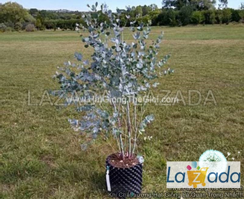 50h Hạt Giống Cây Lá Bạc Blue Ice (| -KD: B21)