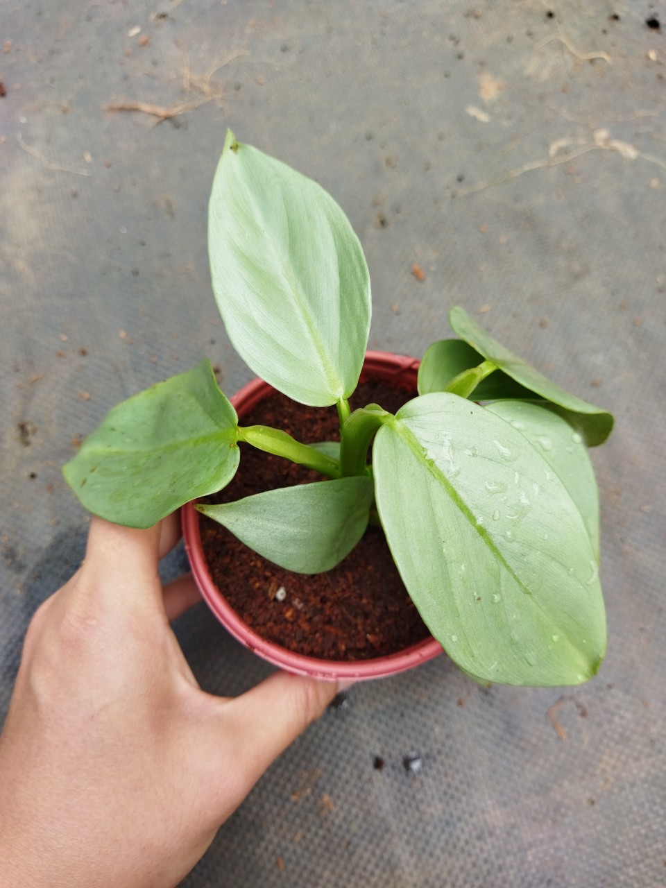 Trầu Bà Kiếm Bạc - Philodendro Hastatum