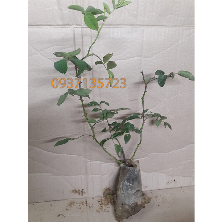 COMBO 5 CÂY HOA HỒNG TẦM XUÂN CON