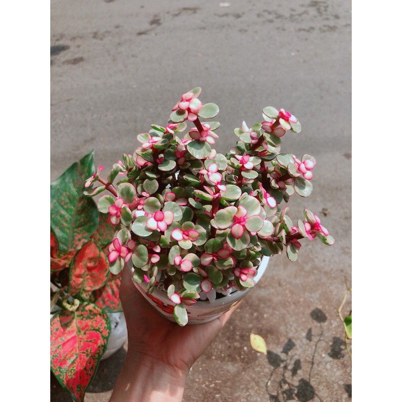 [HCM]Chậu Cây Cành Vàng Lá Ngọc