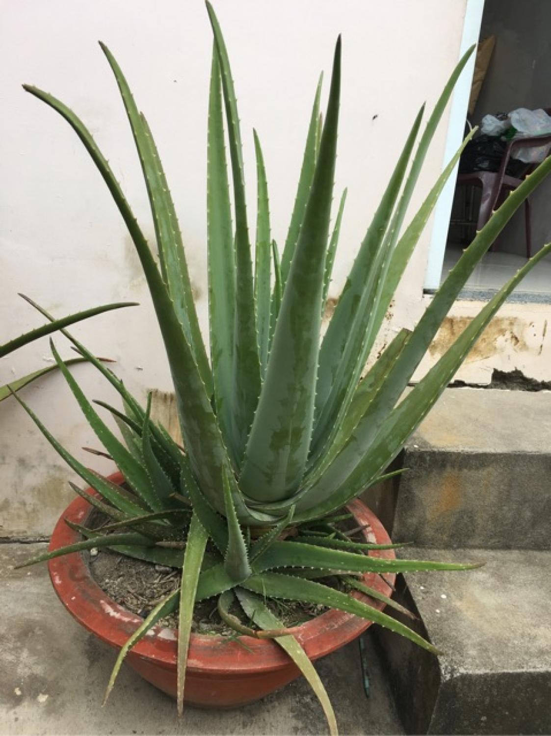 Nha đam tươi cây con rễ trần