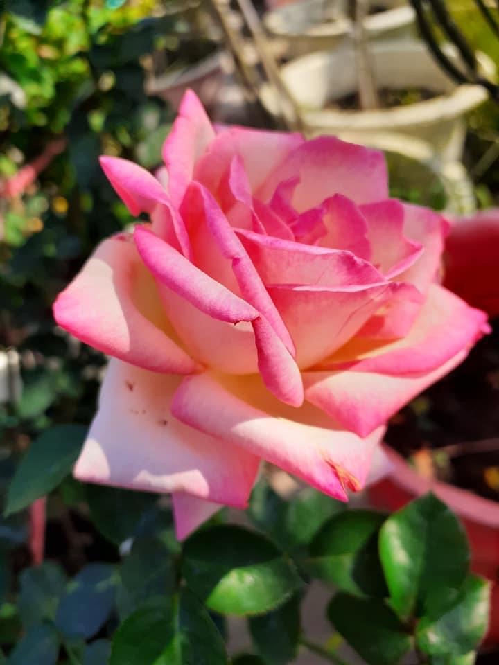 Hoa hồng Ngoại Monaco Rose