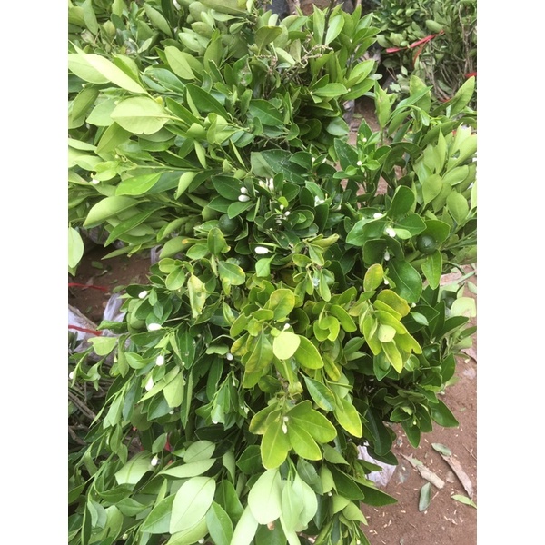 Cây quất chua ( cây tắc) có sẵn hoa và quả( hình thật ở cuối)