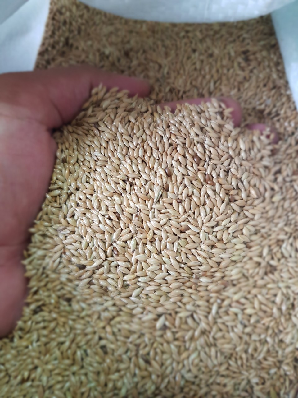 Hạt láng dài cho chim cảnh ăn đóng gói 1kg