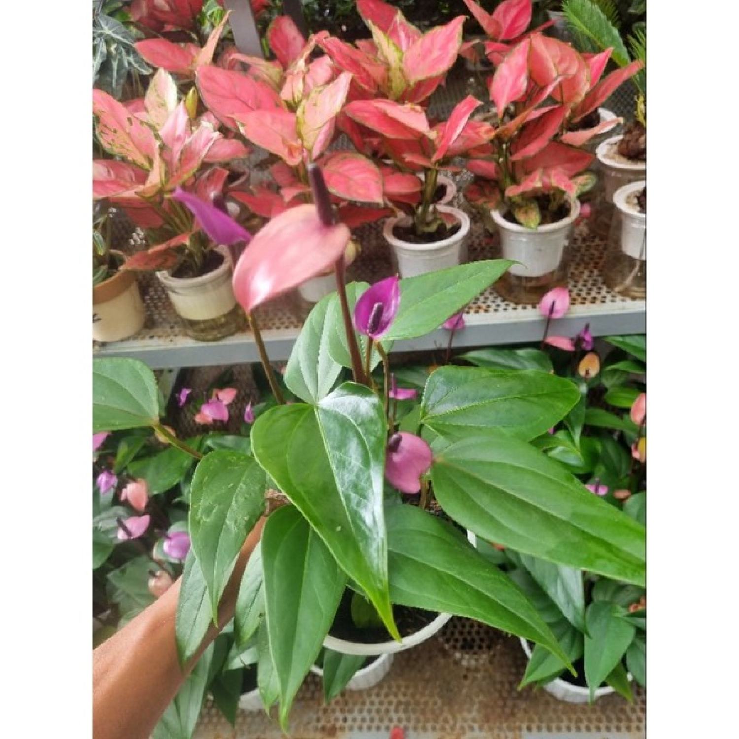 Chậu cây hồng môn tím (cây giống mới)