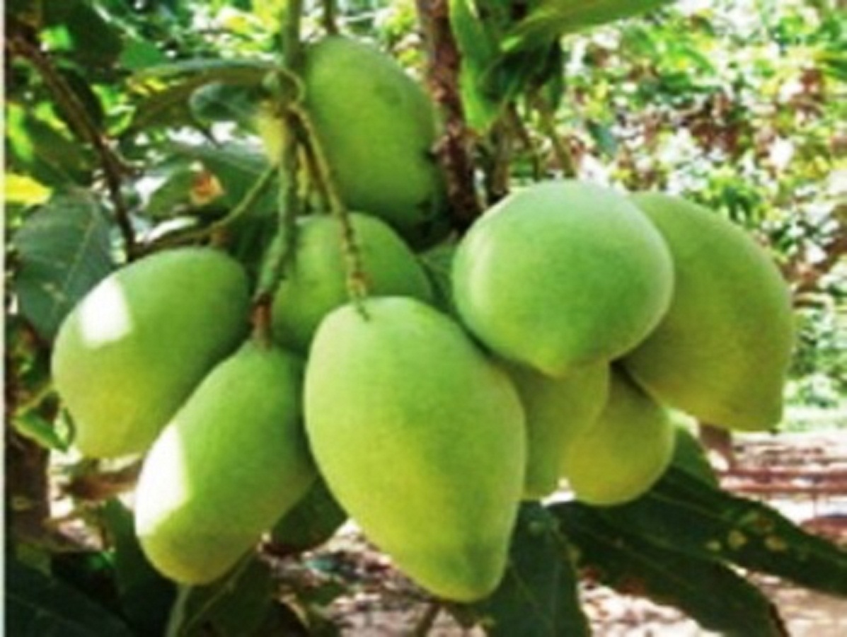 CÂY GIỐNG XOÀI TỨ QUÝ