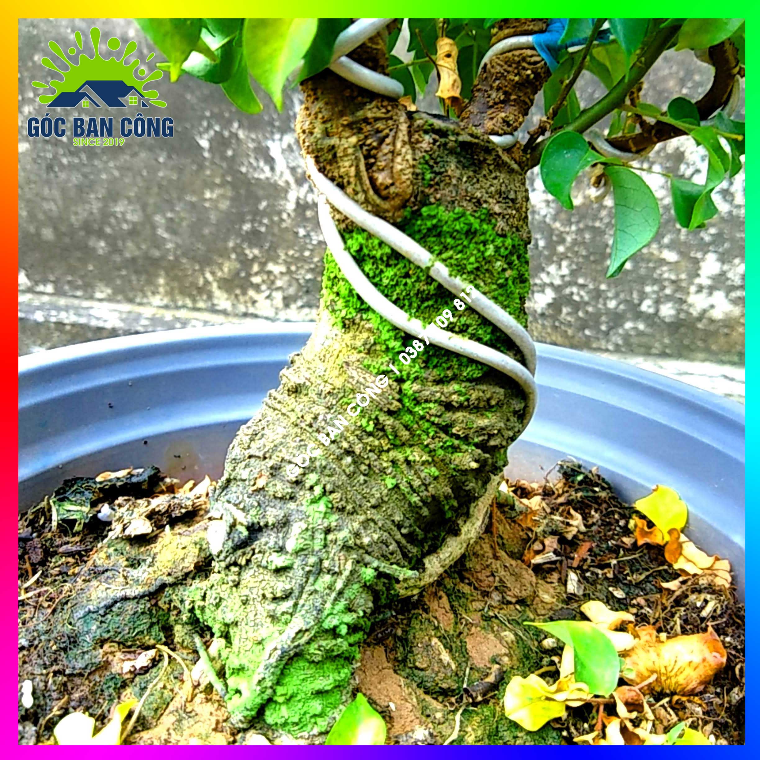 Cây Khế Bonsai Mini Gốc Quái - KBS08