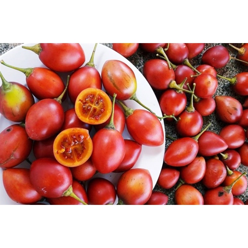 Cây cà chua thân gỗ (có bảo hành được kiểm tra hàng)