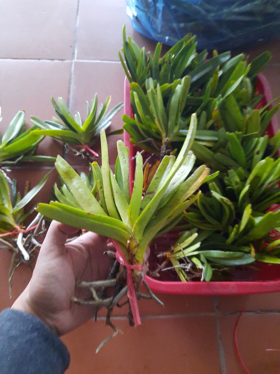 lan rừng quế tím giống 15 cây 50k(hoa tháng 4)