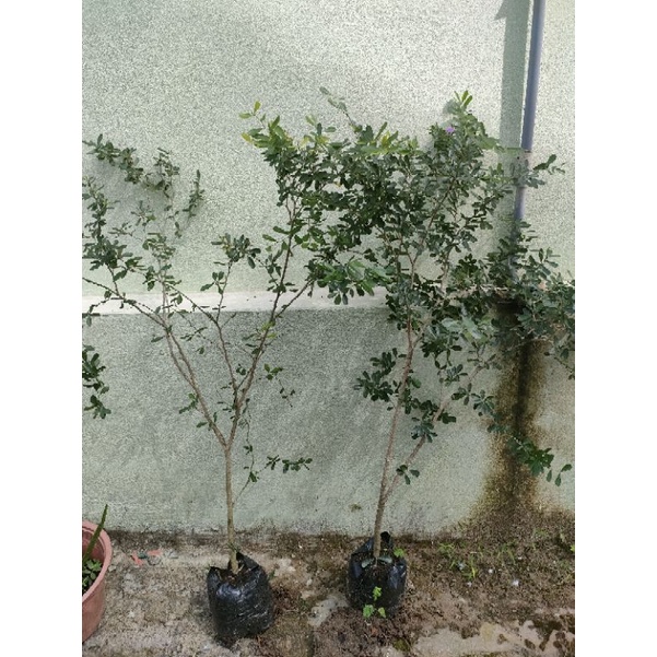 (xả kho đón tết) 2 cây linh sam siêu bông