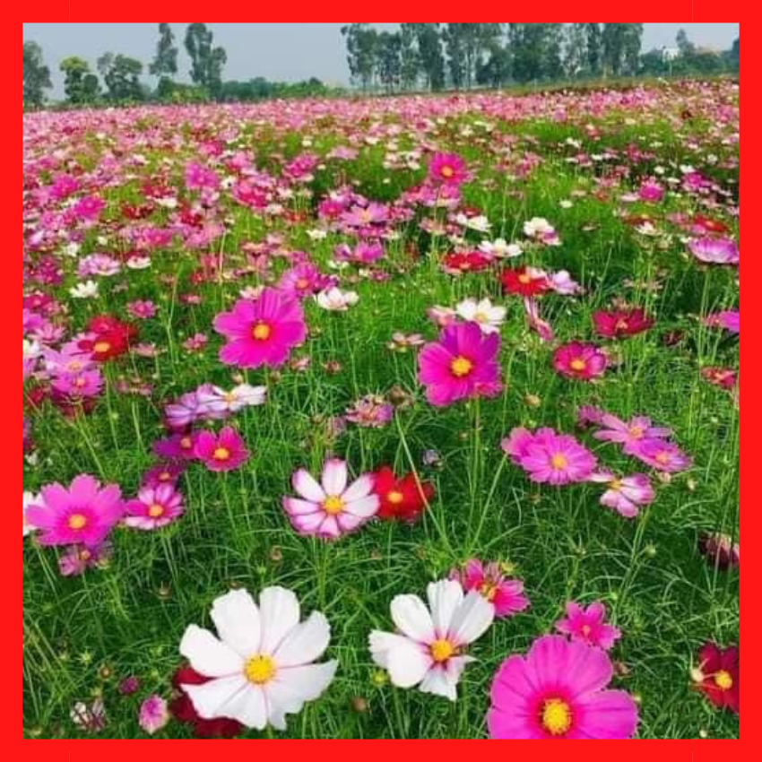 [ FREE SHIP 1kg] Hạt Giống Hoa Sao Nhái Mix Đủ Màu