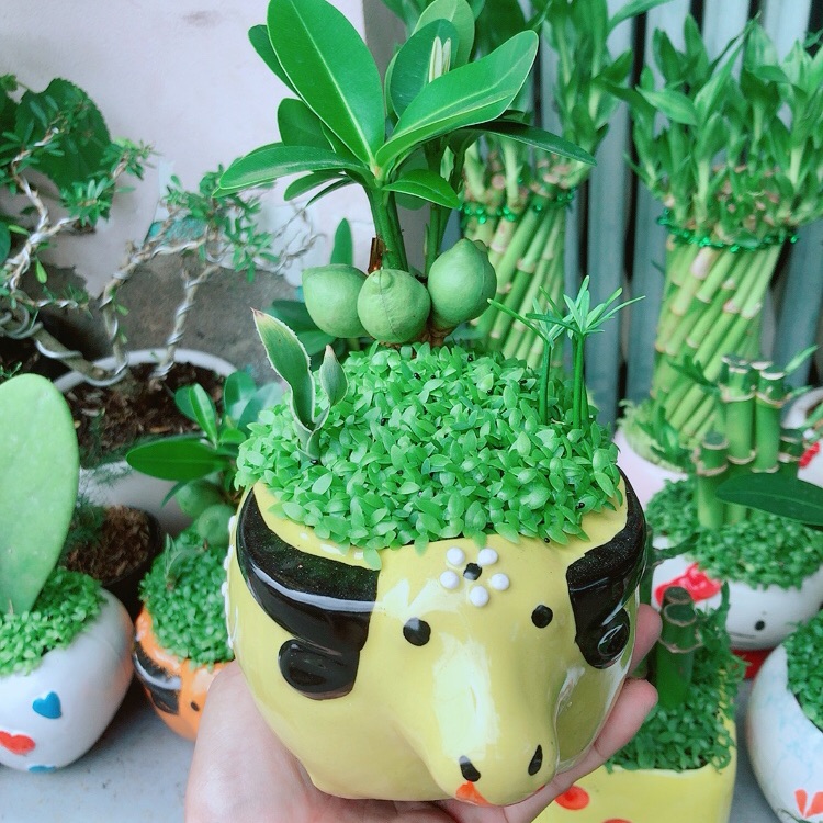 Chậu cây may mắn tài lộc