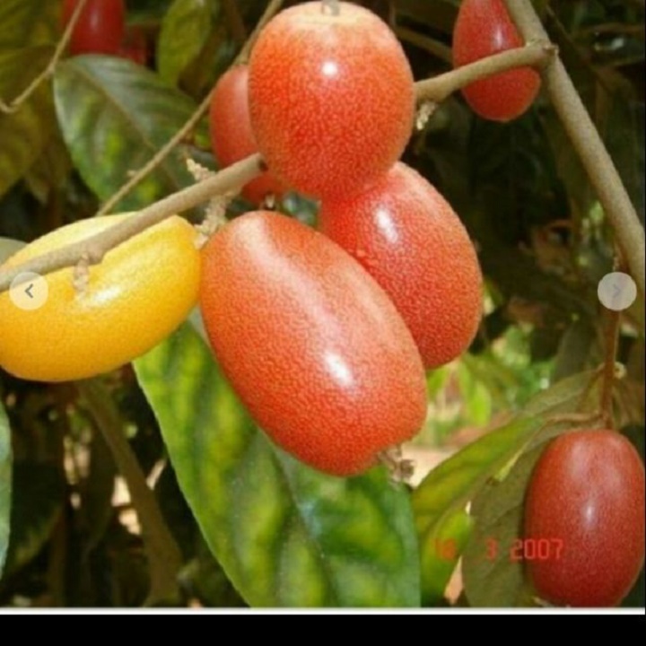 CÂY GIỐNG NHÓT NGỌT SIÊU QUẢ SIÊU NĂNG SUẤT