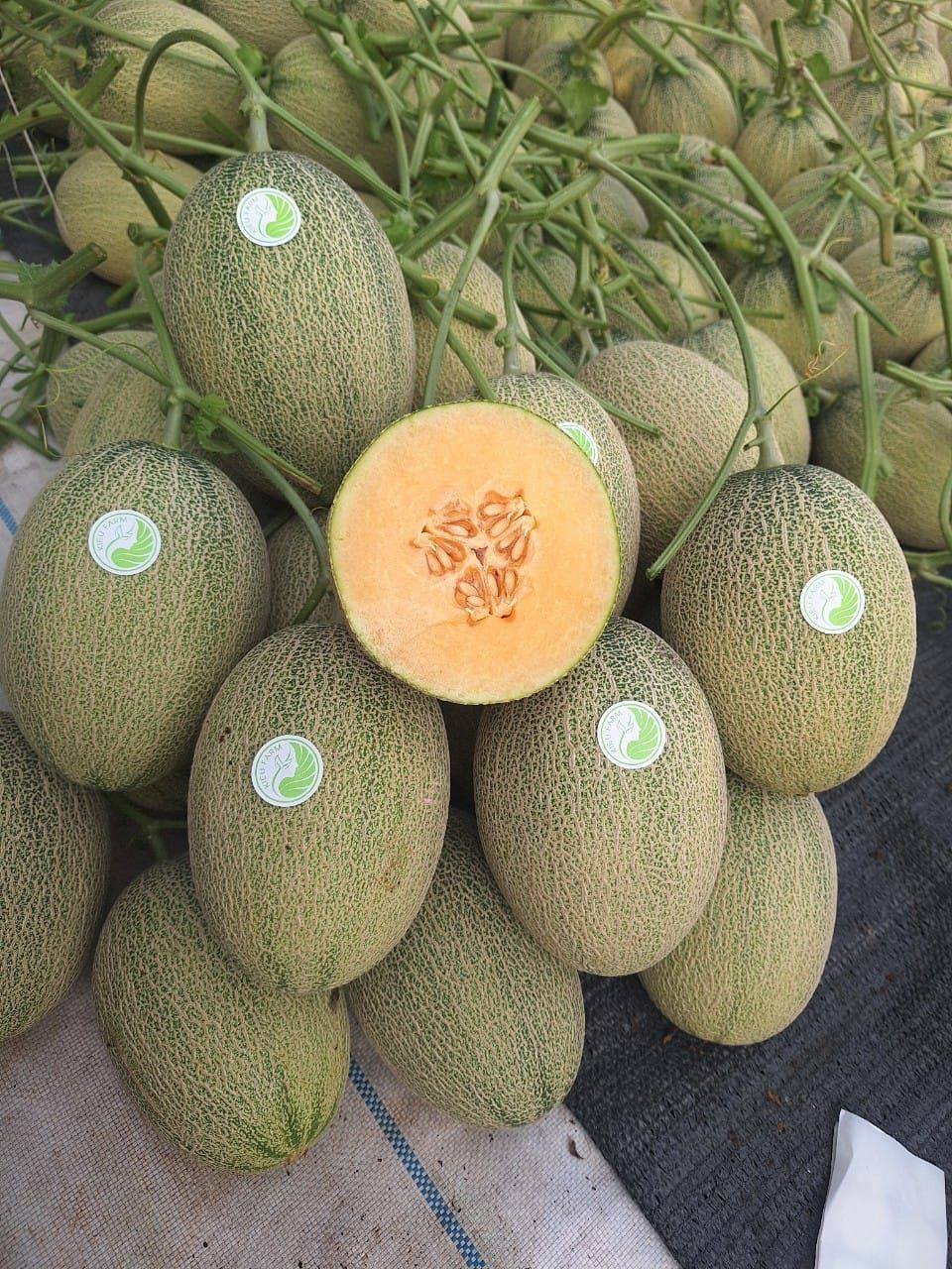 Hạt giống dưa lưới Mật KF Siêu Ngọt, Trái To_KIEUFARM_ Gói 10gram (295 - 312 hạt)