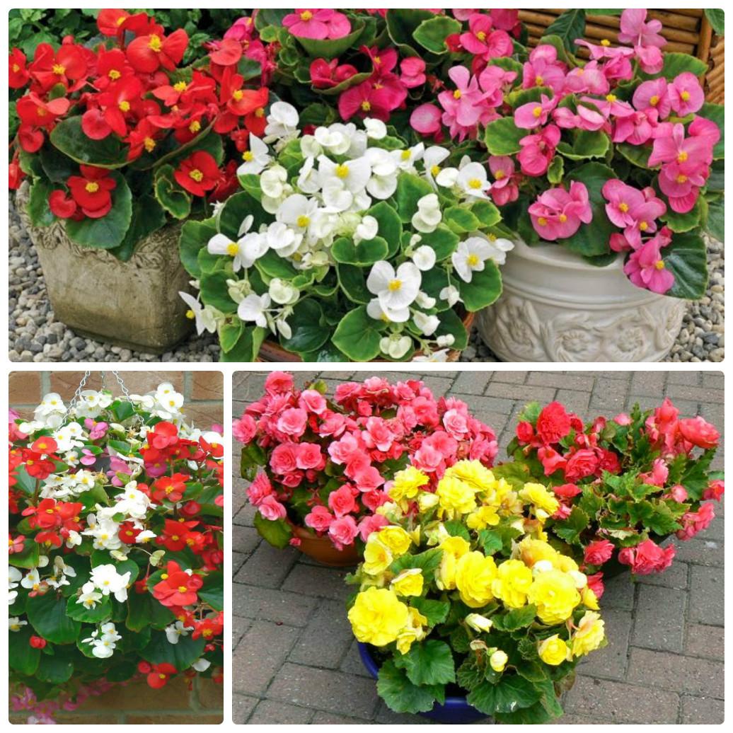 Hạt Giống Hoa Thu Hải Đường Kép Mix
