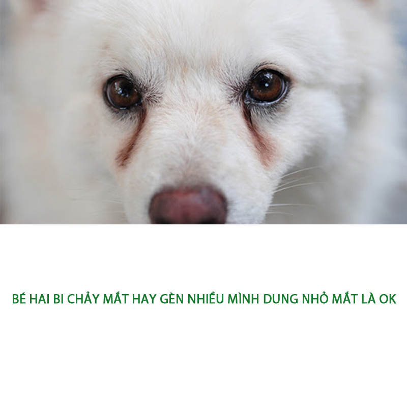 [HCM]Combo 5 chai nhỏ mắt Bio Gentadrop 10ml - 79205