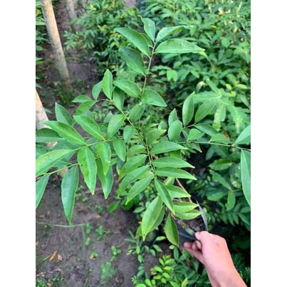 Cây mắc mật giống (cây khỏe, được kiểm tra cây)
