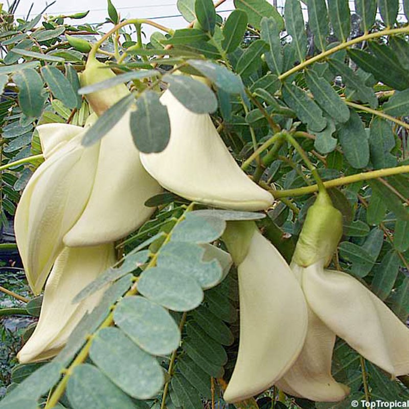 Hạt giống bông so đũa trắng - tặng gói hạt giống ngẫu nhiên