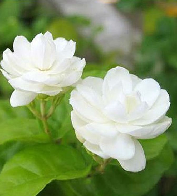 Hạt giống hoa nhài trắng ( hoa lài ) 10hạt/gói