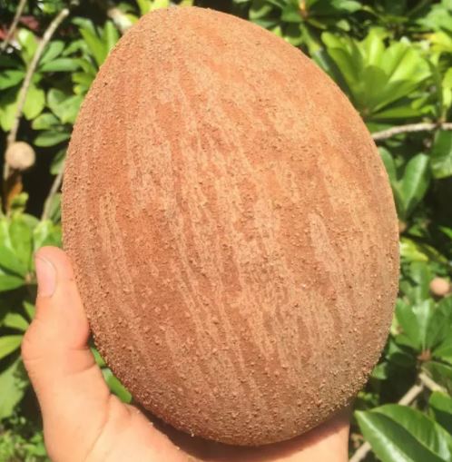 Cây giống hồng xiêm xoài - giống hồng xiêm quả to vỏ mỏng ăn mềm và ngọt