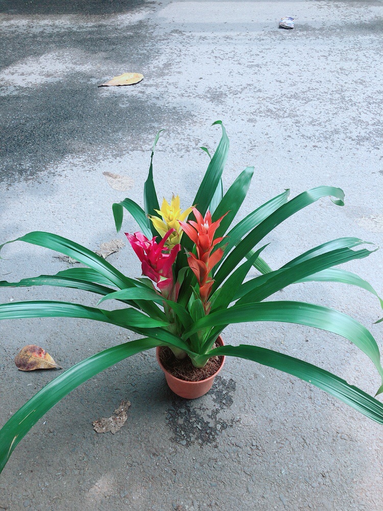 Cây Dứa Nến