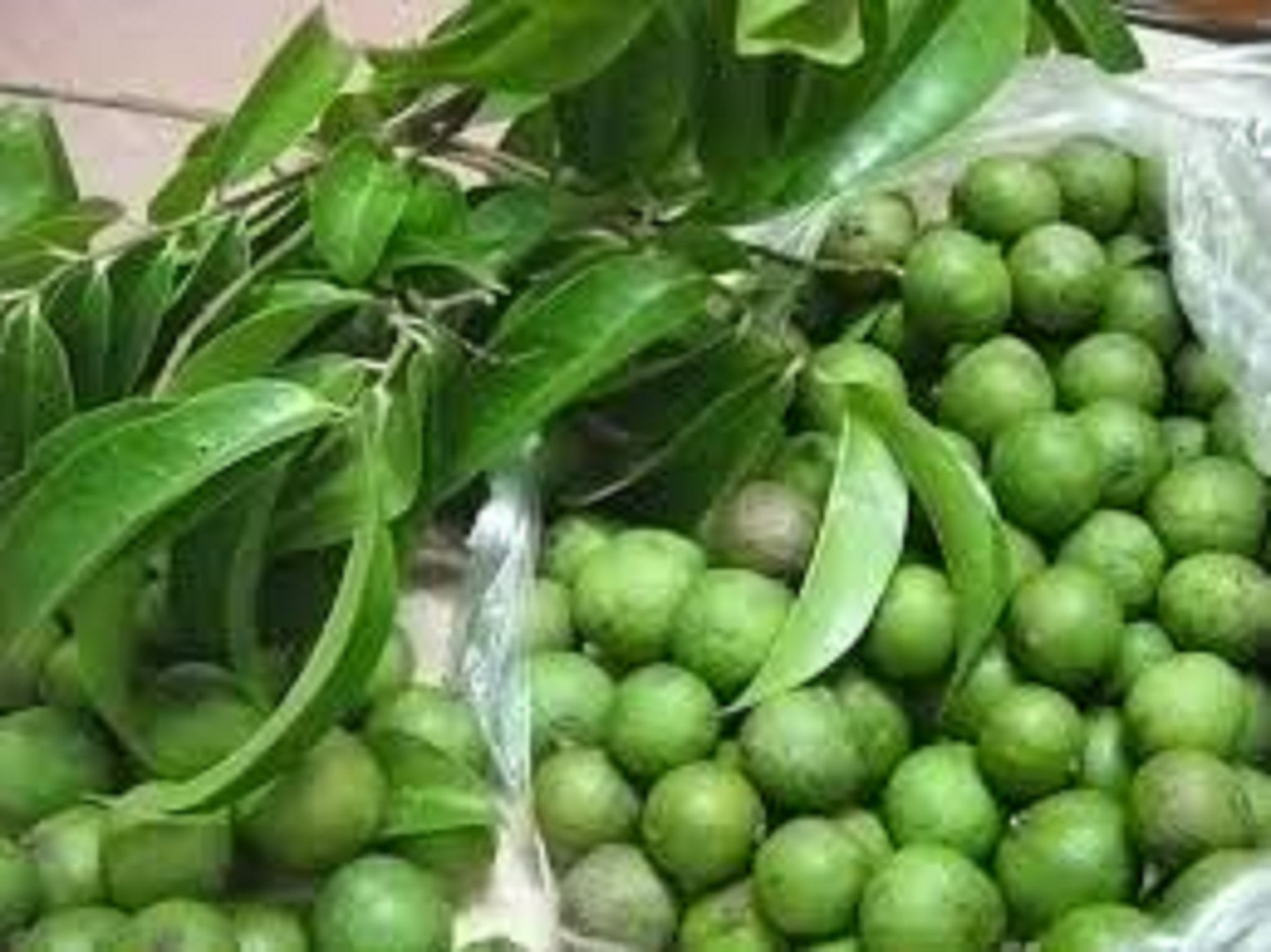 Cây Giống Sấu [CÂY THỰC SINH]