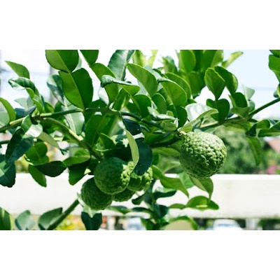 Cây chanh chúc Thái lan giống