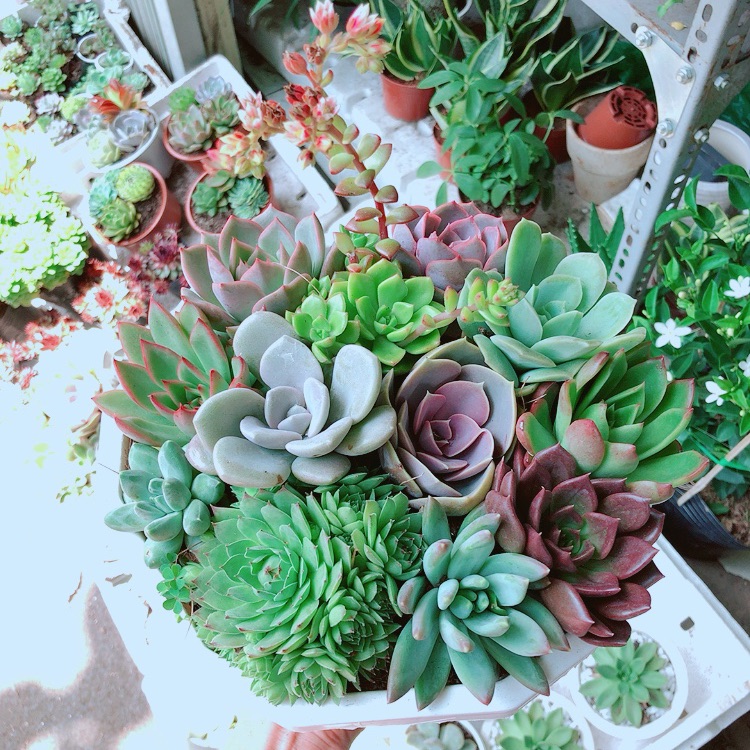 Chậu sen đá mix 12 cây lớn