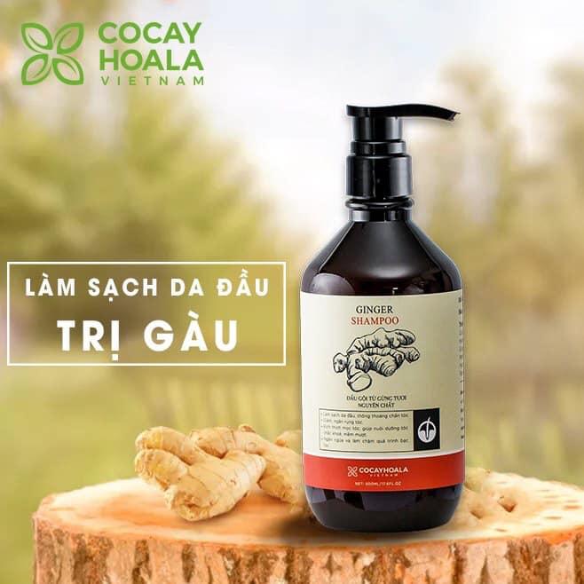 (cỏ cây hoa lá) Dầu gội gừng tươi