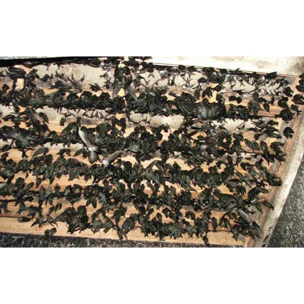 Phân chim yến 500g