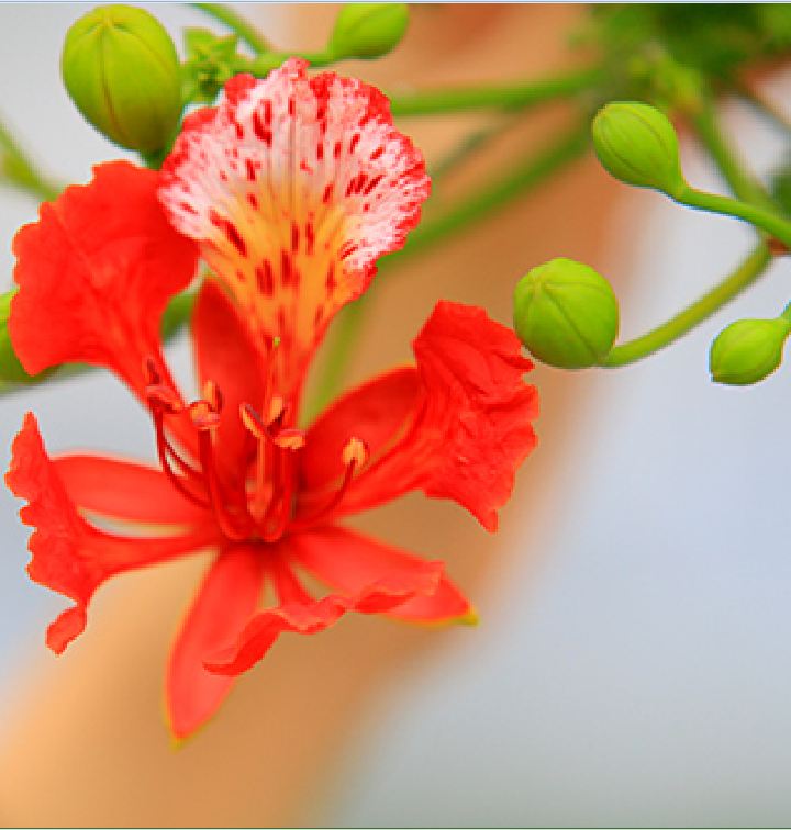 Hạt giống hoa phượng vĩ đỏ - 5 hạt/gói ( TẶNG gói kích thích hỗ trợ hạt nảy mầm)