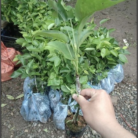 CÂY GIỐNG LÊ NÂU (MẮC COOC)